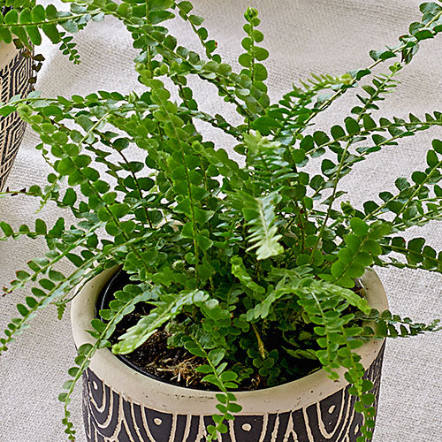 Lemon Button Fern Trio in Togo Pots
