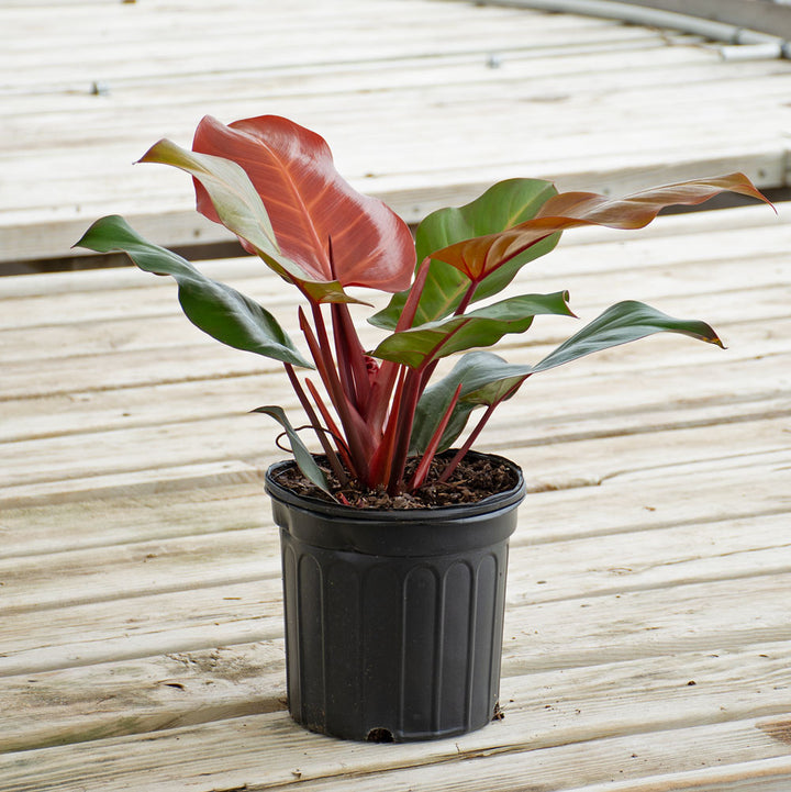 Philodendron 'McColley's Finale' in nursery pot