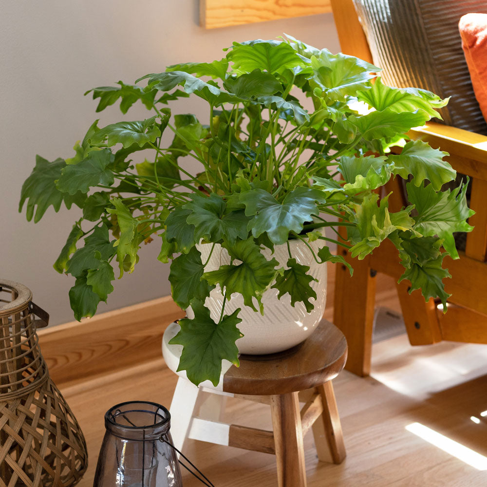 Philodendron 'Hope' in Embossed Ceramic Planter