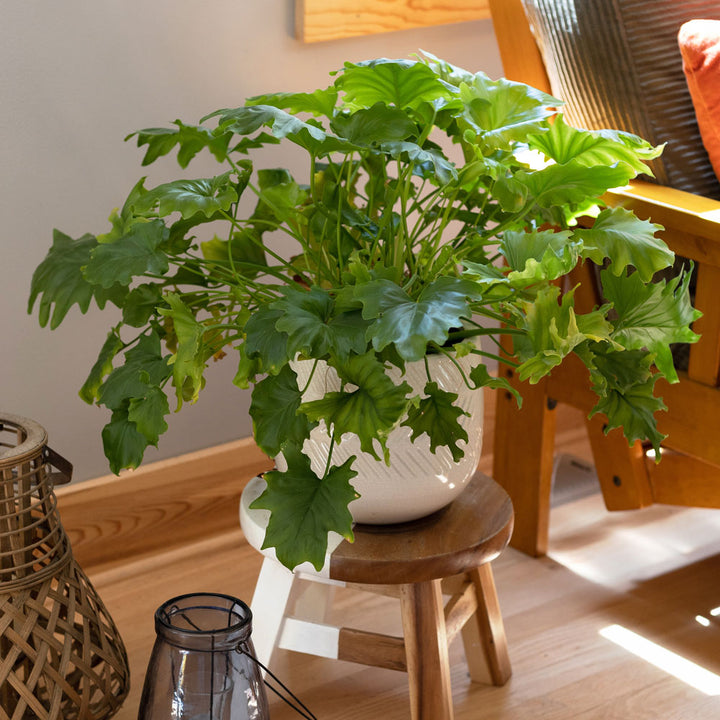 Philodendron 'Hope' in Embossed Ceramic Planter