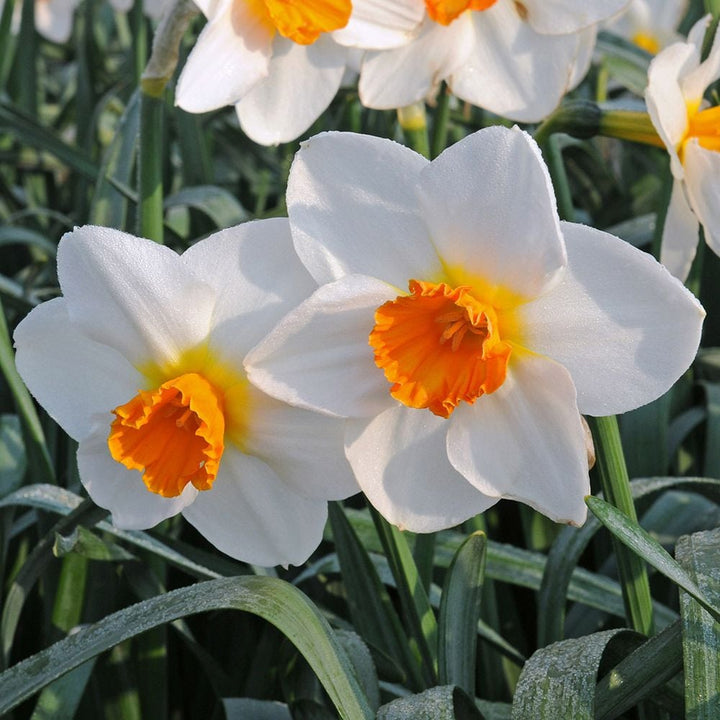 Weatherproof Large-Cupped Daffodil Mix