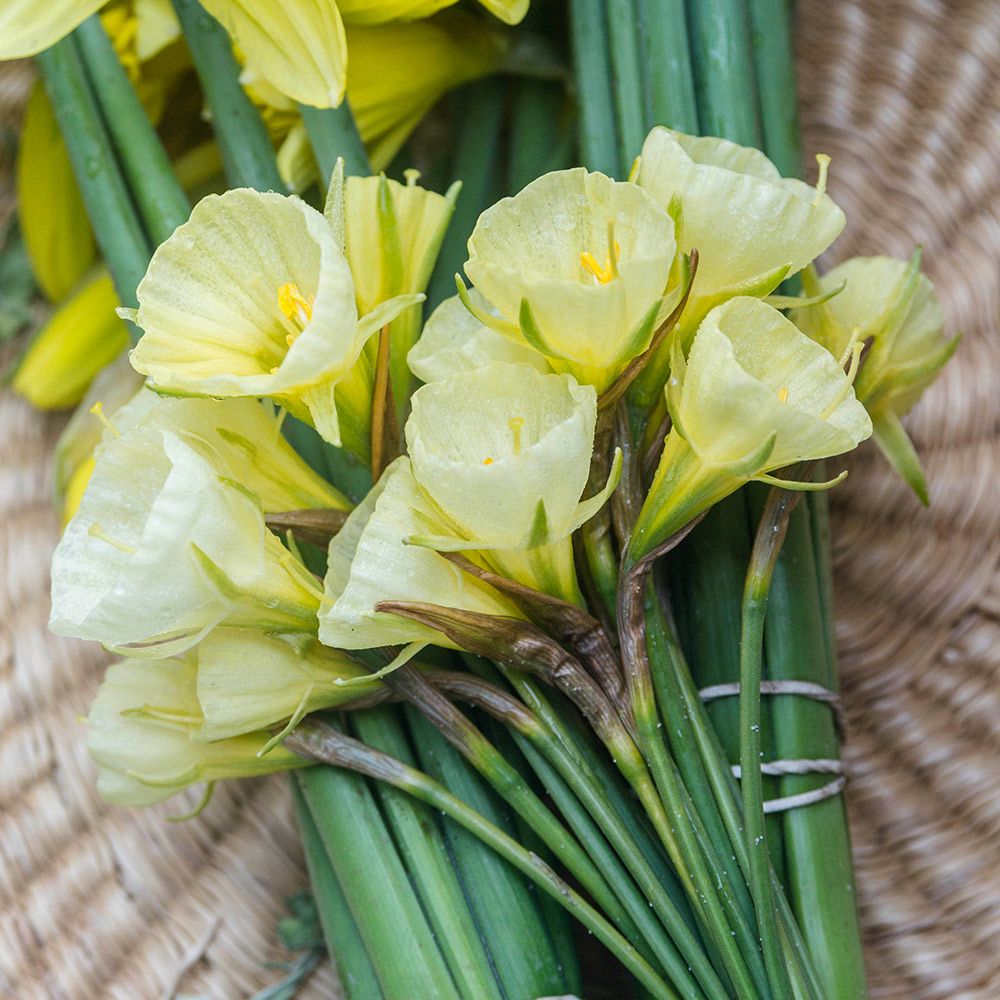 Narcissus bulbocodium 'Mary Poppins'