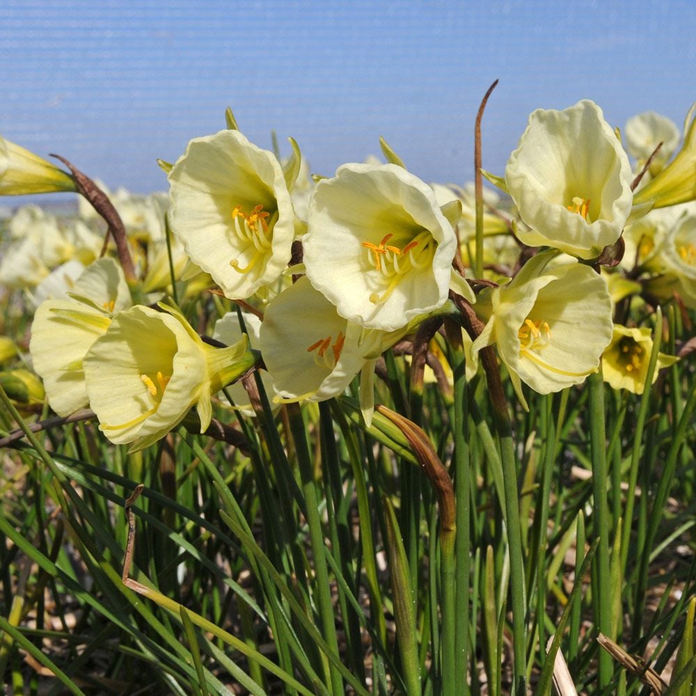 Narcissus bulbocodium 'Mary Poppins'