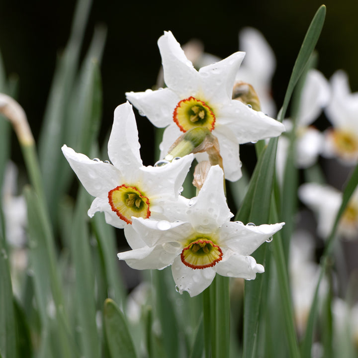 Narcissus poeticus var. recurvus