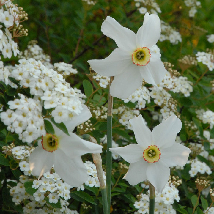 Narcissus poeticus var. recurvus