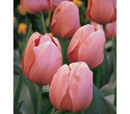 Impression Mix of Tulips