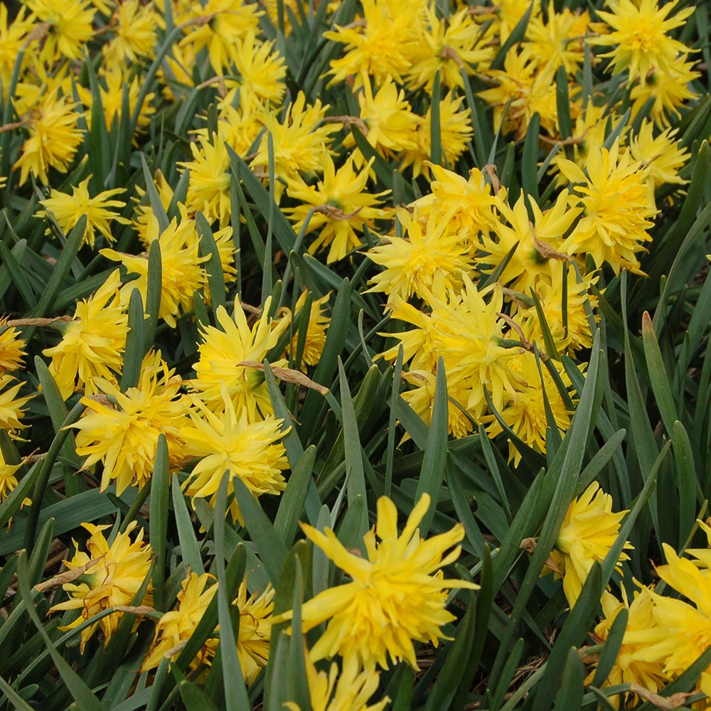 Narcissus 'Rip van Winkle'