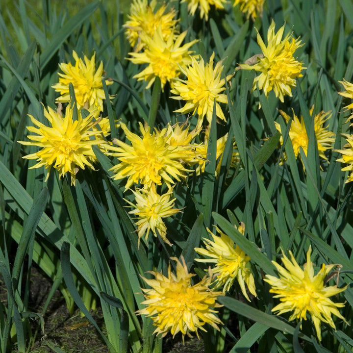 Narcissus 'Rip van Winkle'