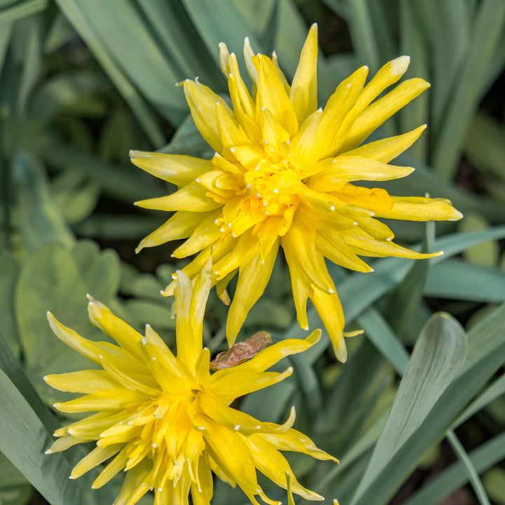 Narcissus 'Rip van Winkle'