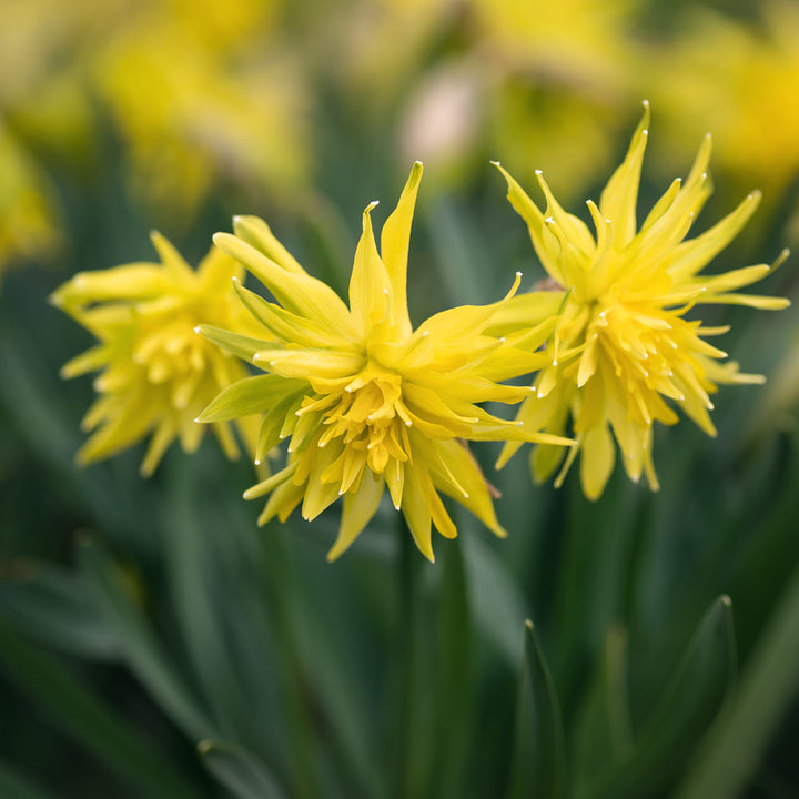 Narcissus 'Rip van Winkle'