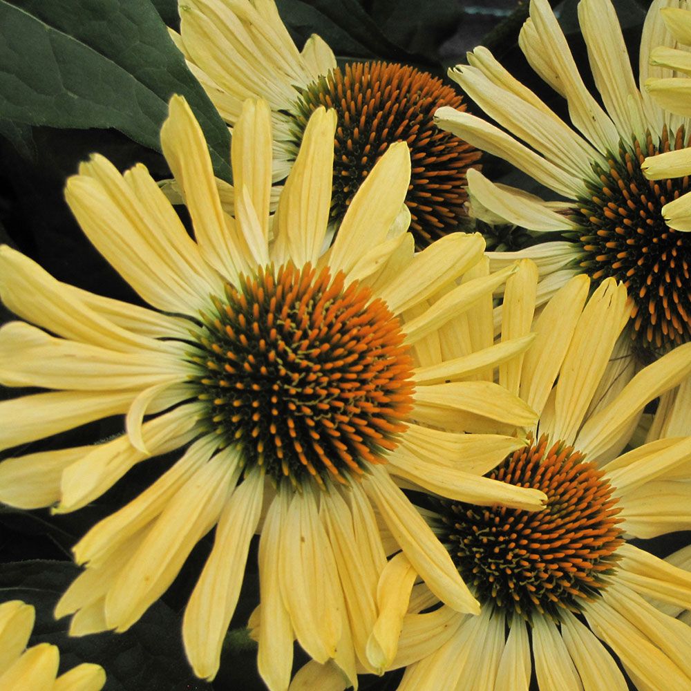 Echinacea Prairie Pillars™ 'Aloha'