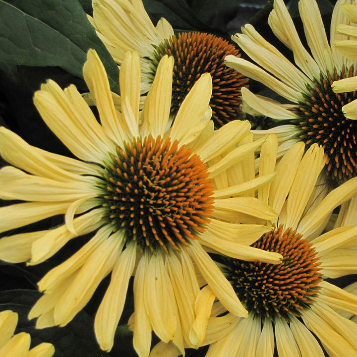 Echinacea Prairie Pillars™ 'Aloha'