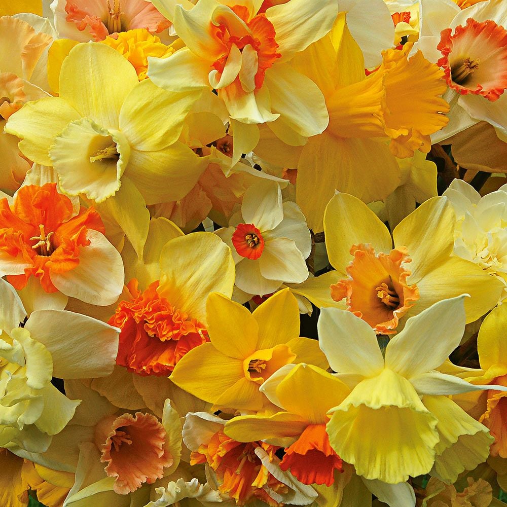 A Golden Legacy Narcissus Mix