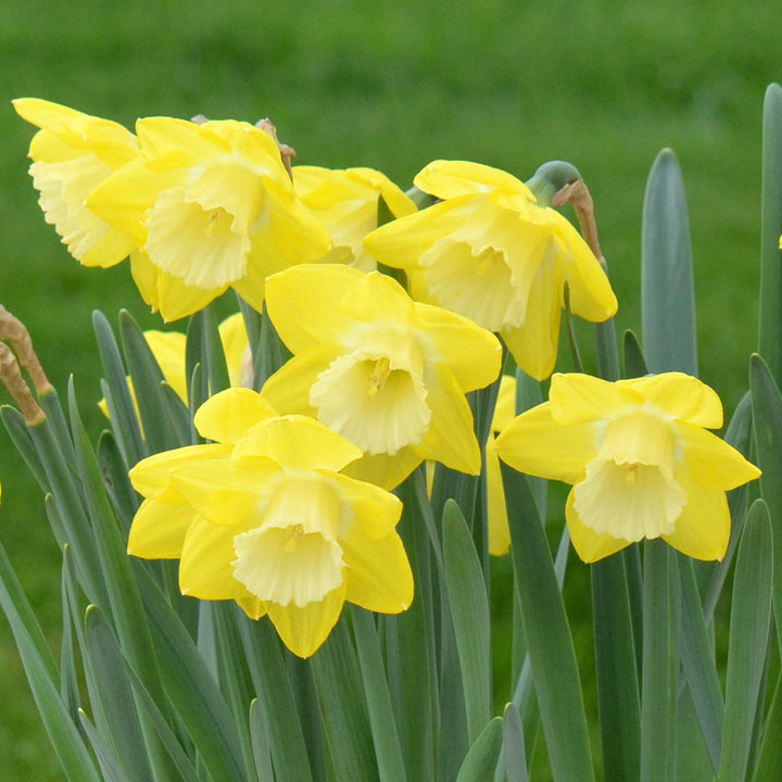 Narcissus 'Greengarden'