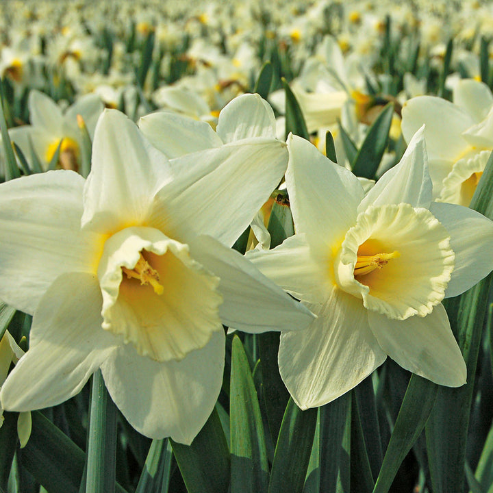 Spring Trumpet Daffodil Mix