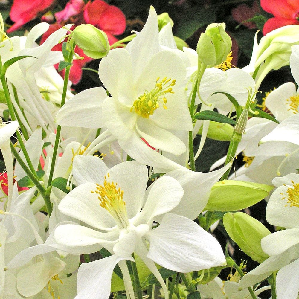 Aquilegia 'Dove'