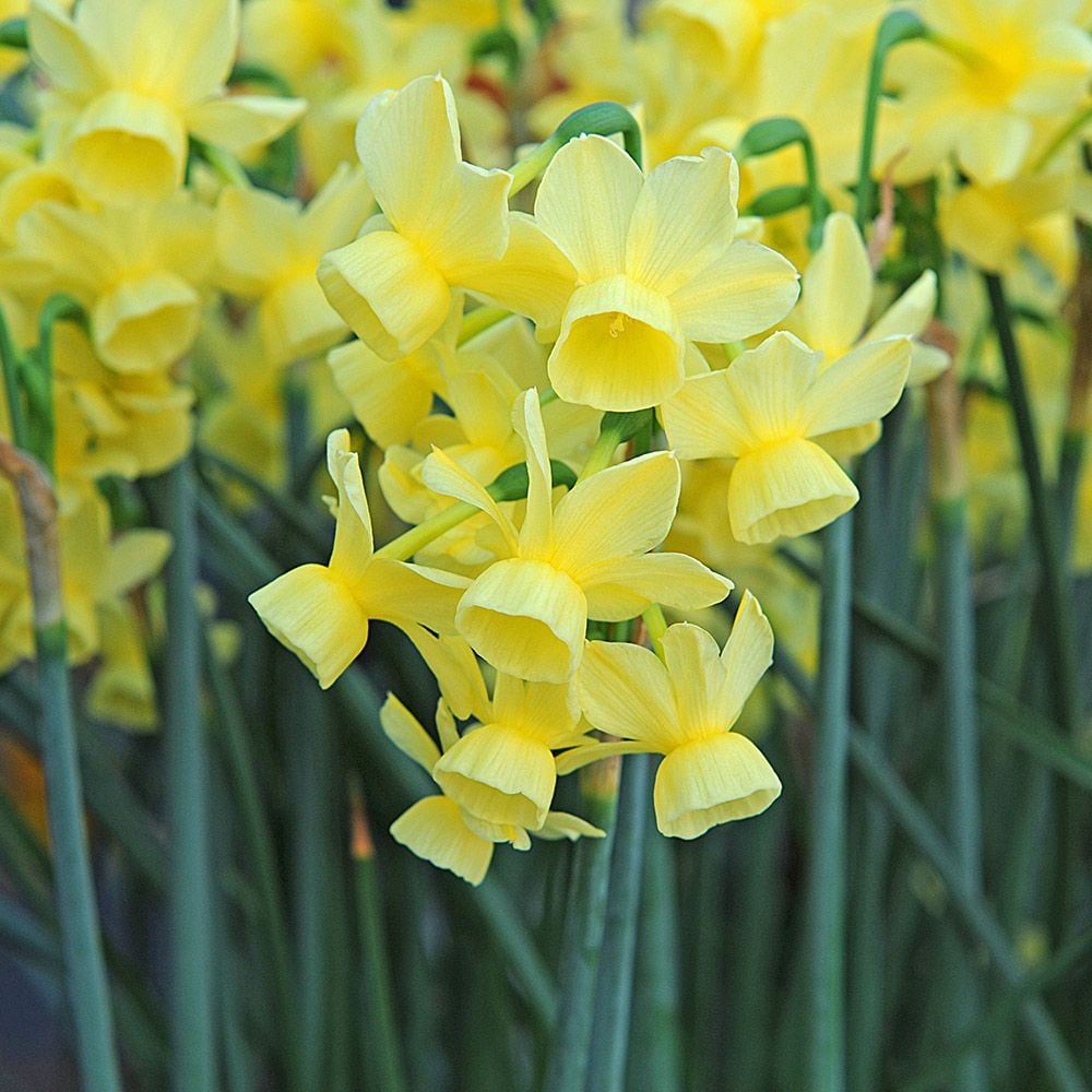 Award-Winning Miniature Daffodils