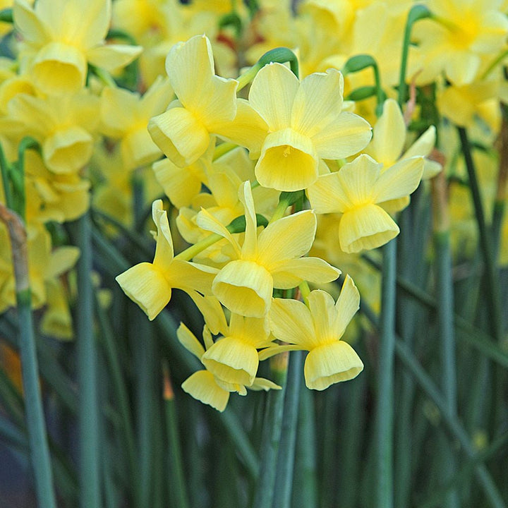 Award-Winning Miniature Daffodils