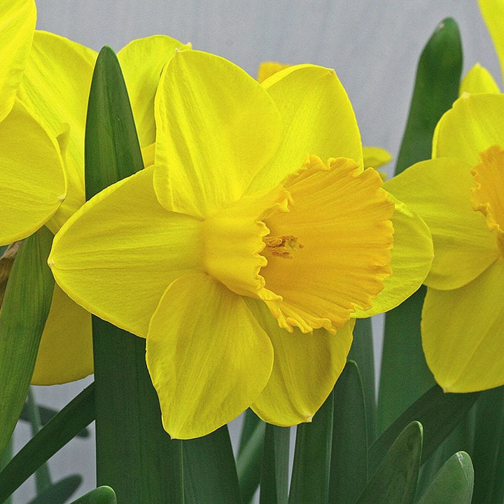 Narcissus 'Lucky Number'