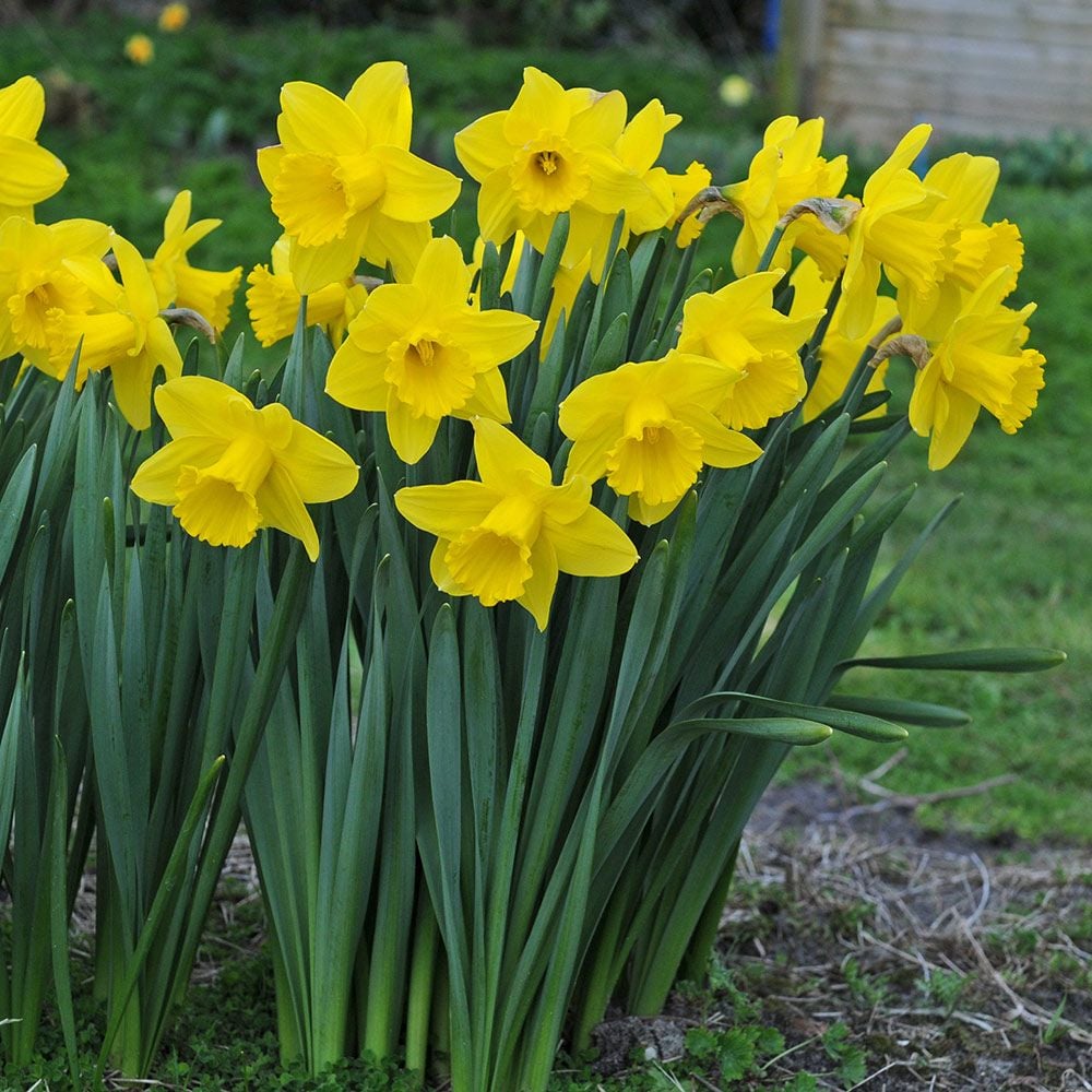 Weatherproof Large-Cupped Daffodil Mix
