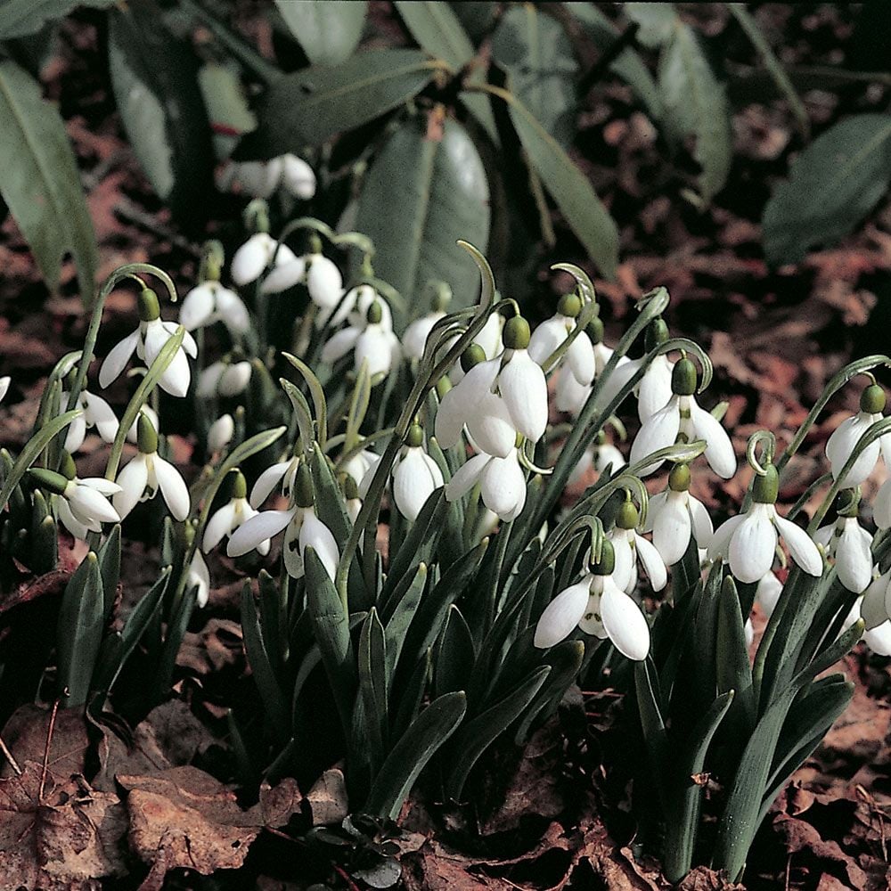 Galanthus elwesii