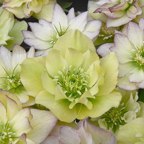 Helleborus Wedding Party® Mix