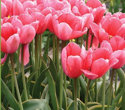 Impression Mix of Tulips