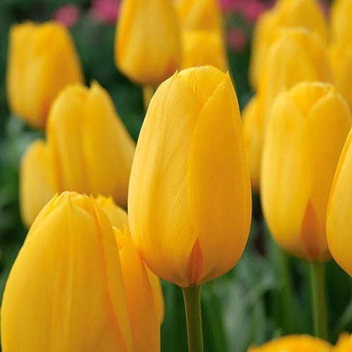 Next Generation Perennial Tulip Mix