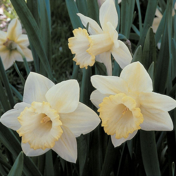White Trumpet Solo Daffodil Mix