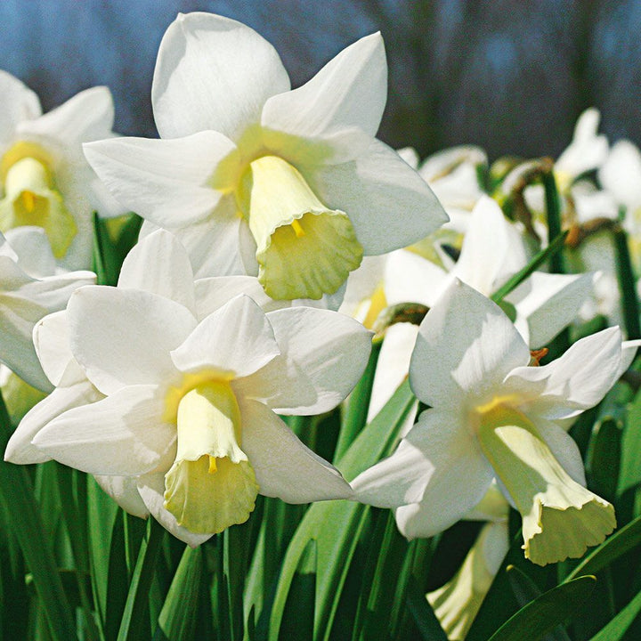 White Trumpet Solo Daffodil Mix