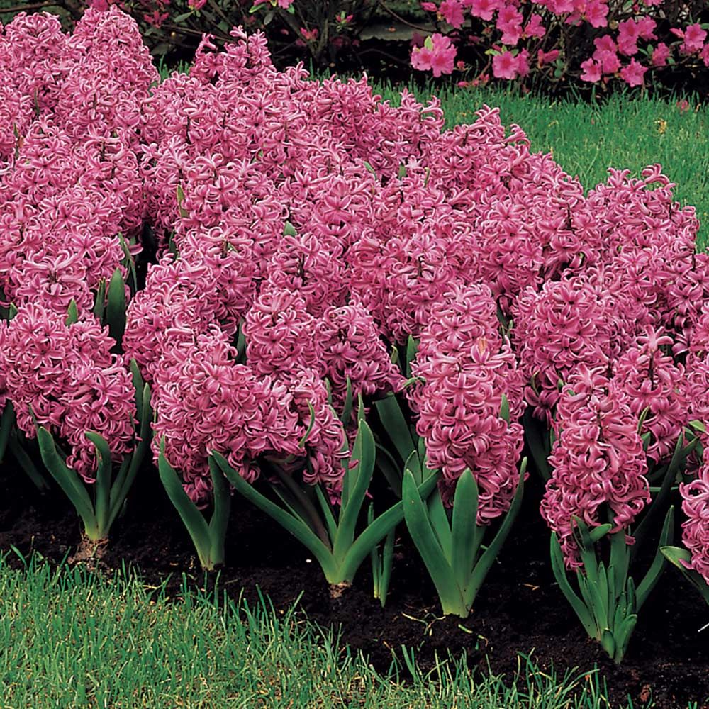 Vivid Hyacinth Mix