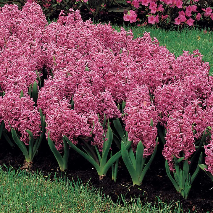 Vivid Hyacinth Mix