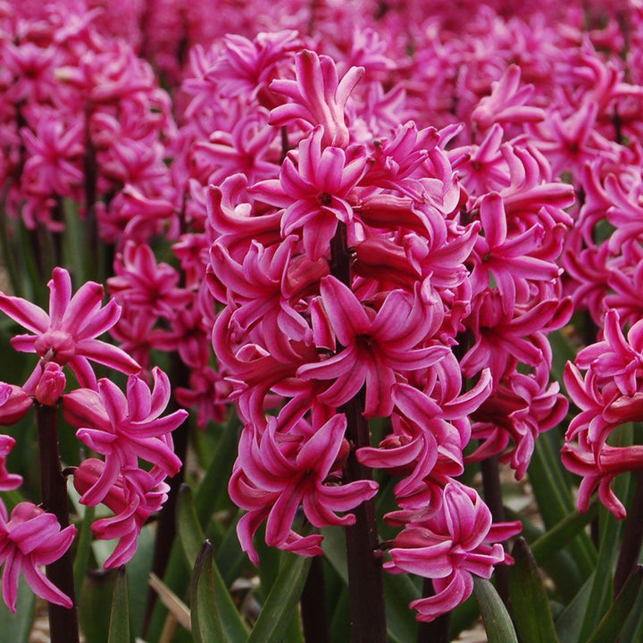Vivid Hyacinth Mix