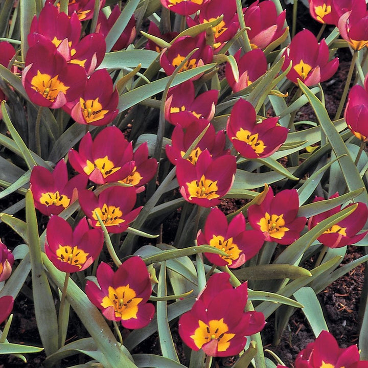 Turkish Tapestry - Species Tulip Mix