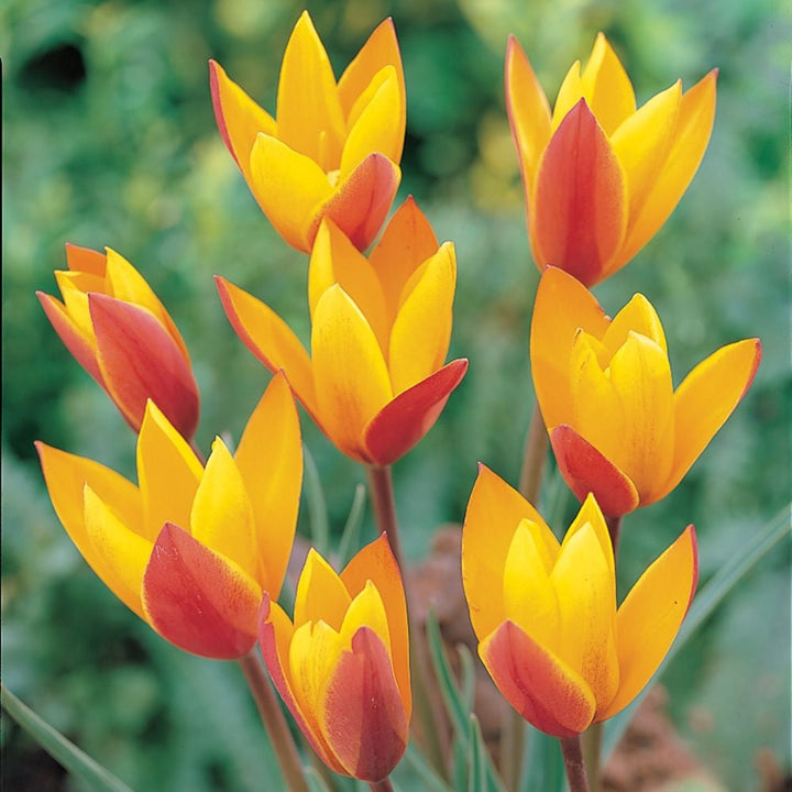 Turkish Tapestry - Species Tulip Mix