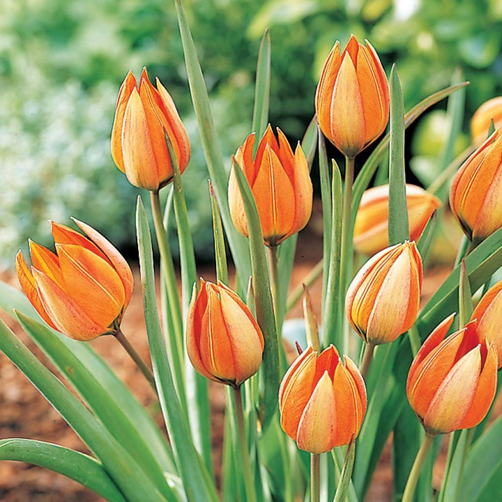 Turkish Tapestry - Species Tulip Mix