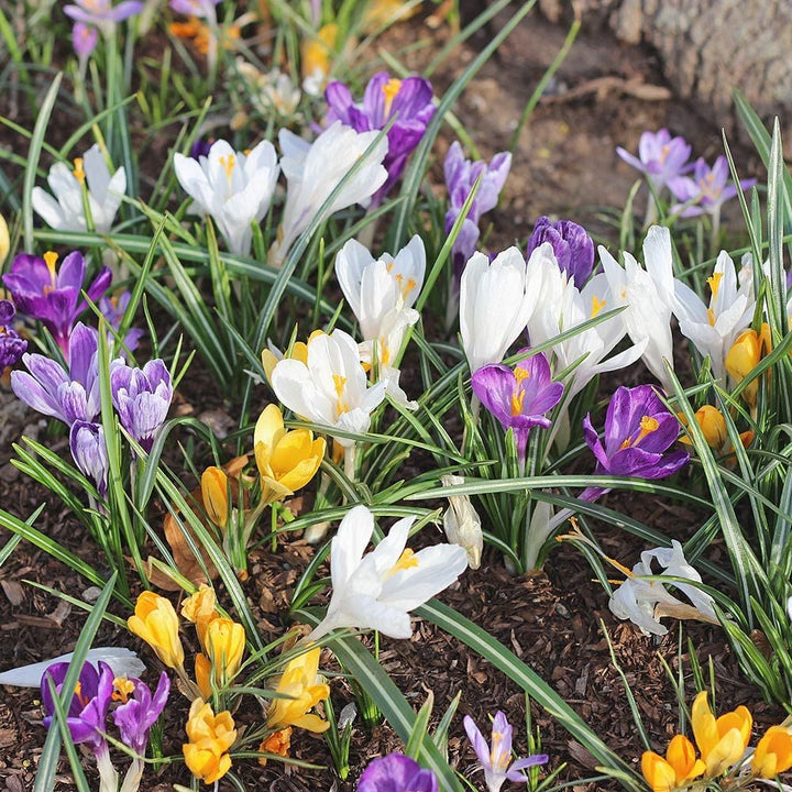 Farewell to Winter Crocus Mix