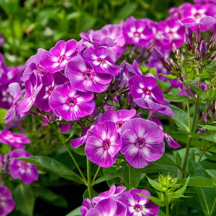Phlox paniculata 'Laura'