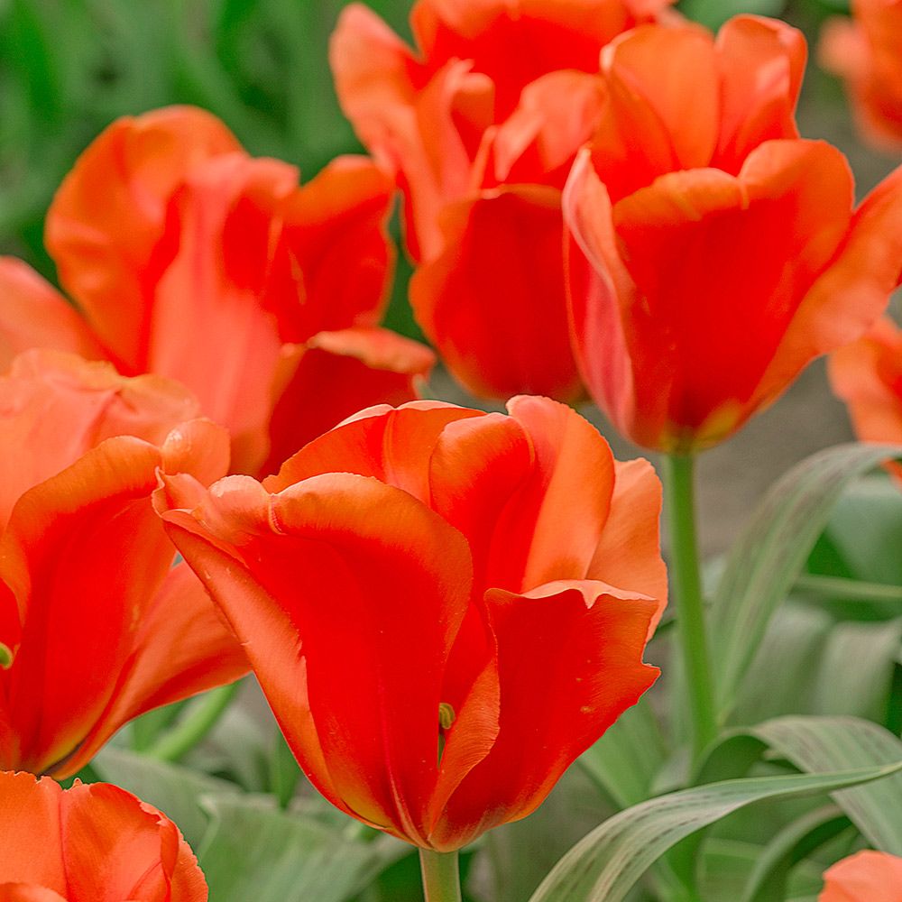 Tulip 'Giant Orange Sunrise'