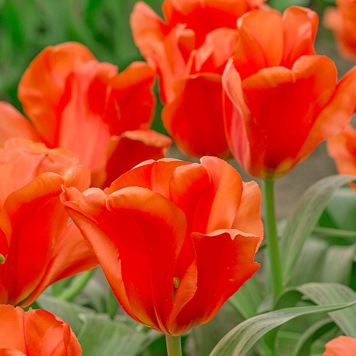 Tulip 'Giant Orange Sunrise'