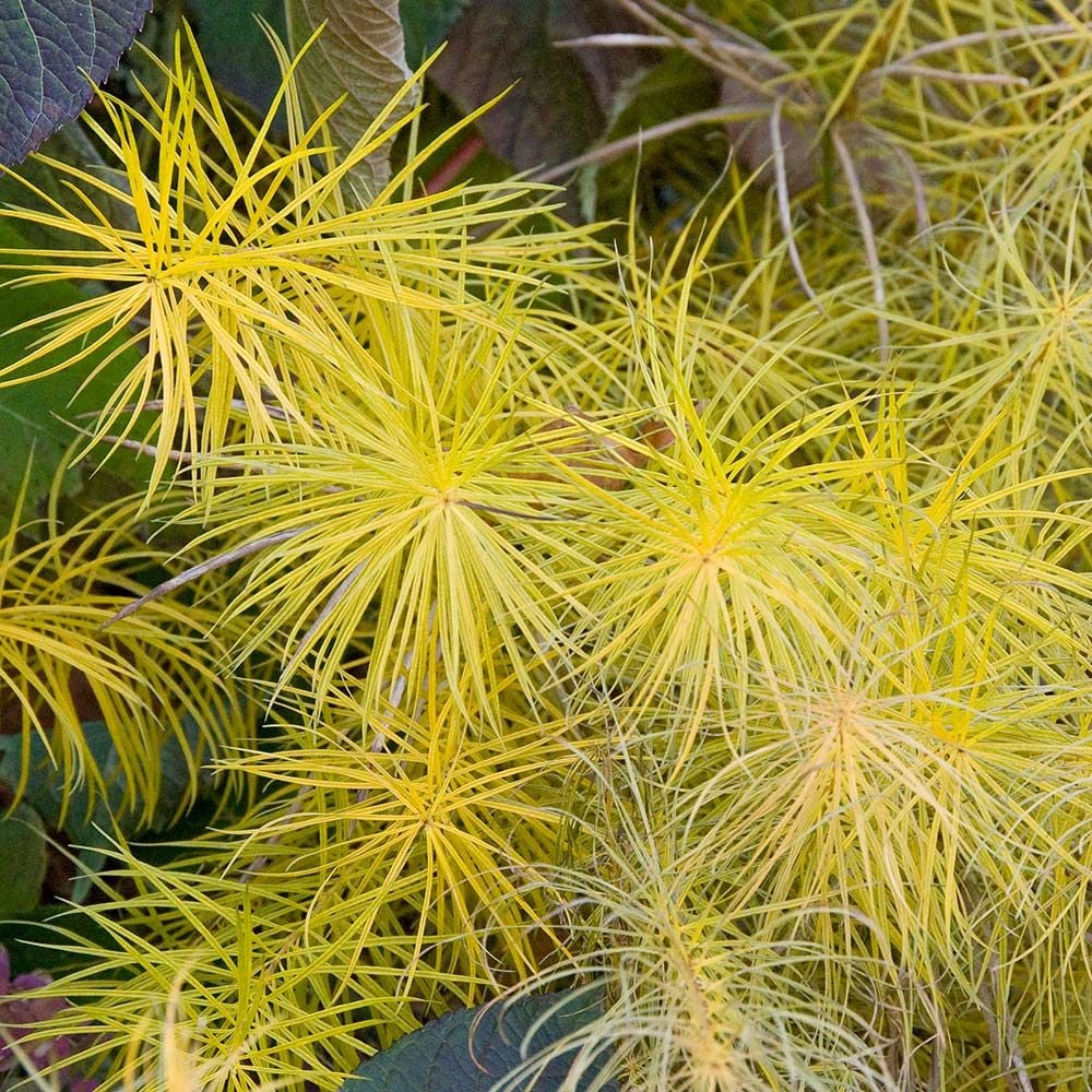 Amsonia hubrichtii