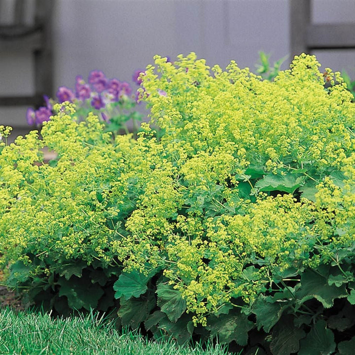 Alchemilla mollis