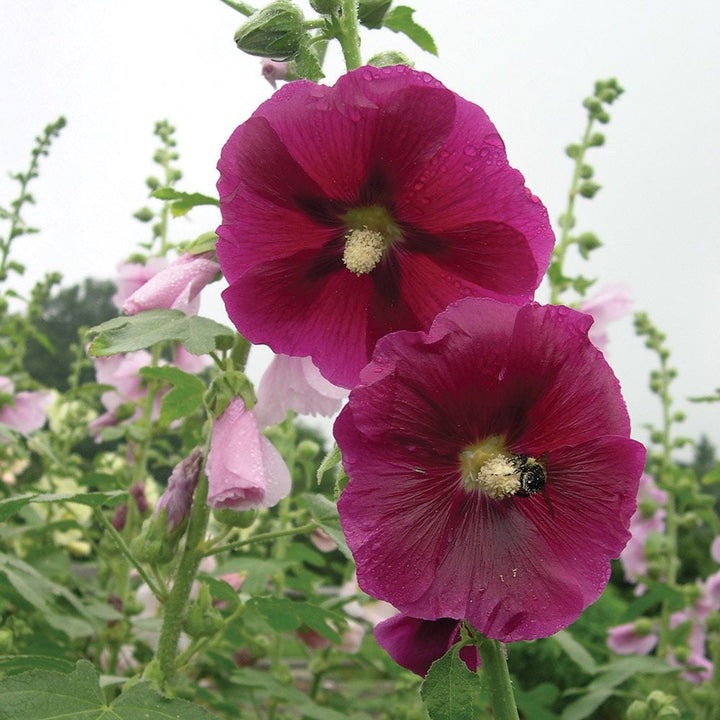 Alcea Perennial Singles