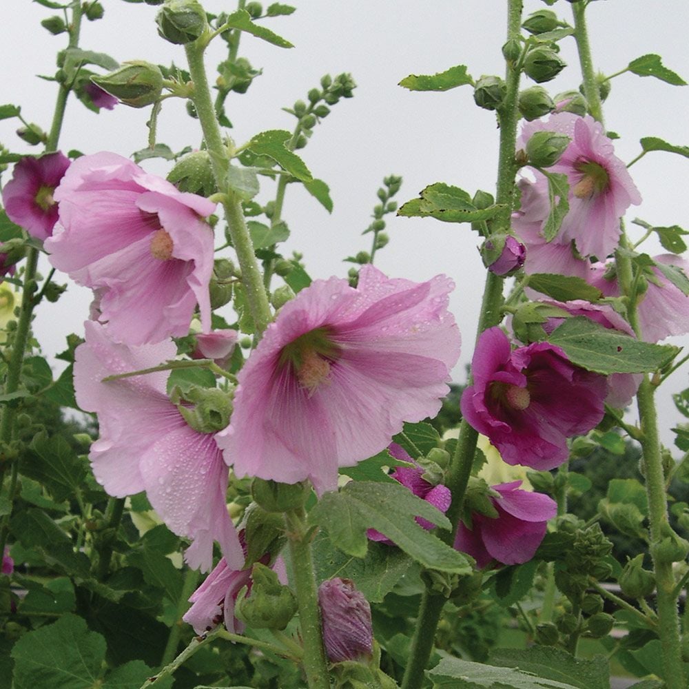 Alcea Perennial Singles
