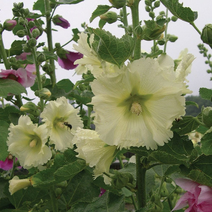 Alcea Perennial Singles