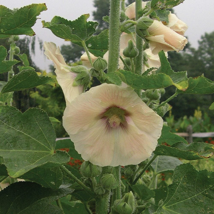 Alcea Perennial Singles