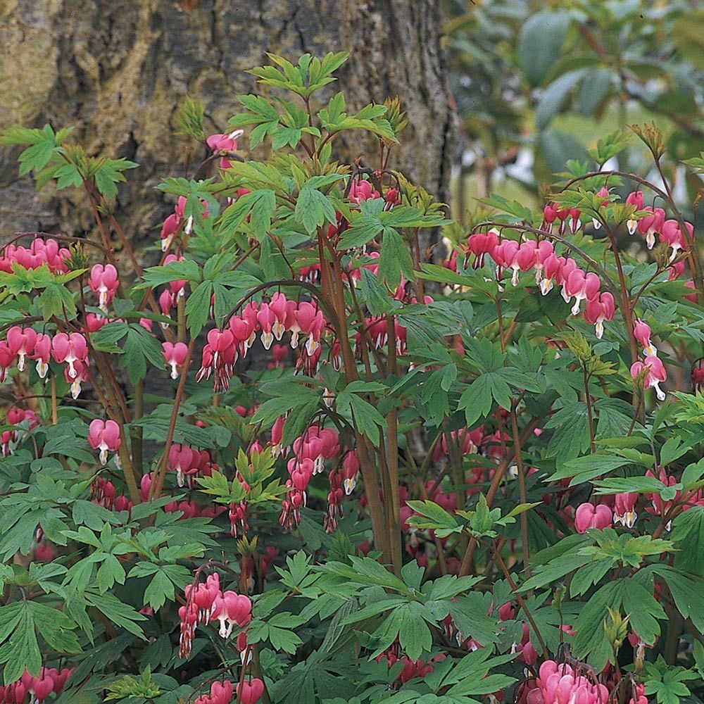 Lamprocapnos spectabilis