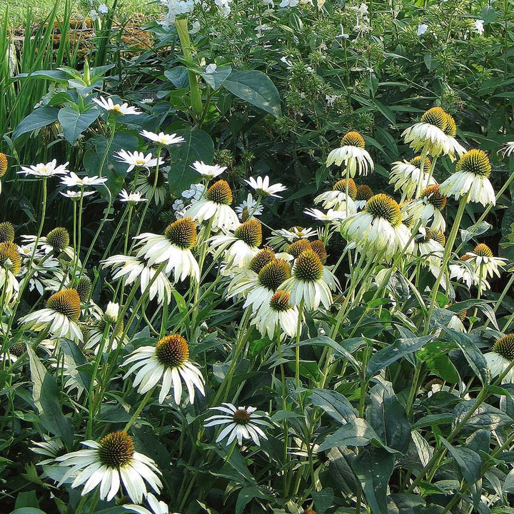 Echinacea purpurea 'White Swan'