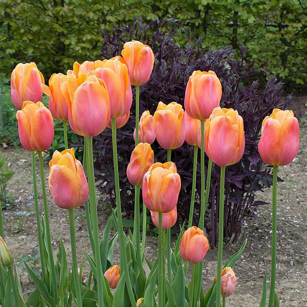 French Single Late Tulip Mix