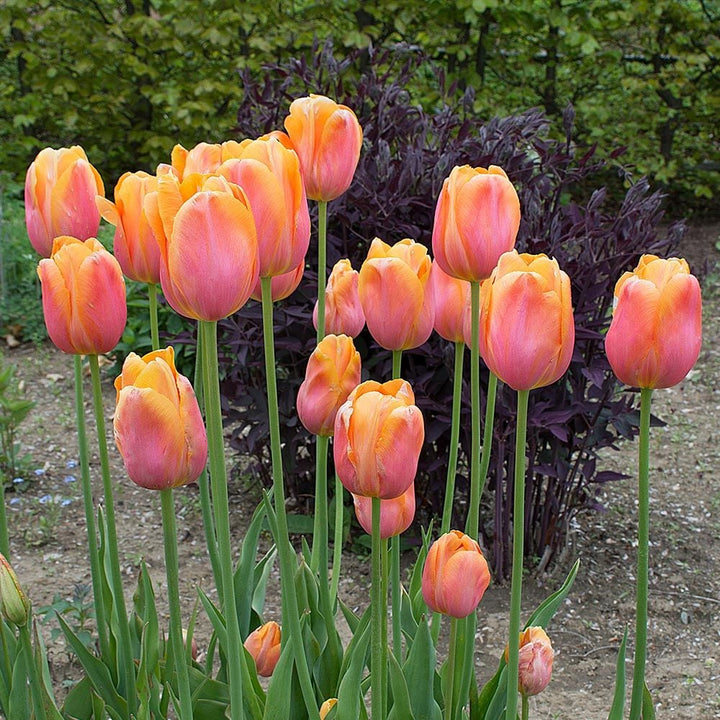 French Single Late Tulip Mix
